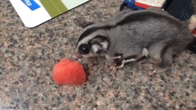 Mixed infection sugar glider case suffering from too many chiefs смотреть онлайн