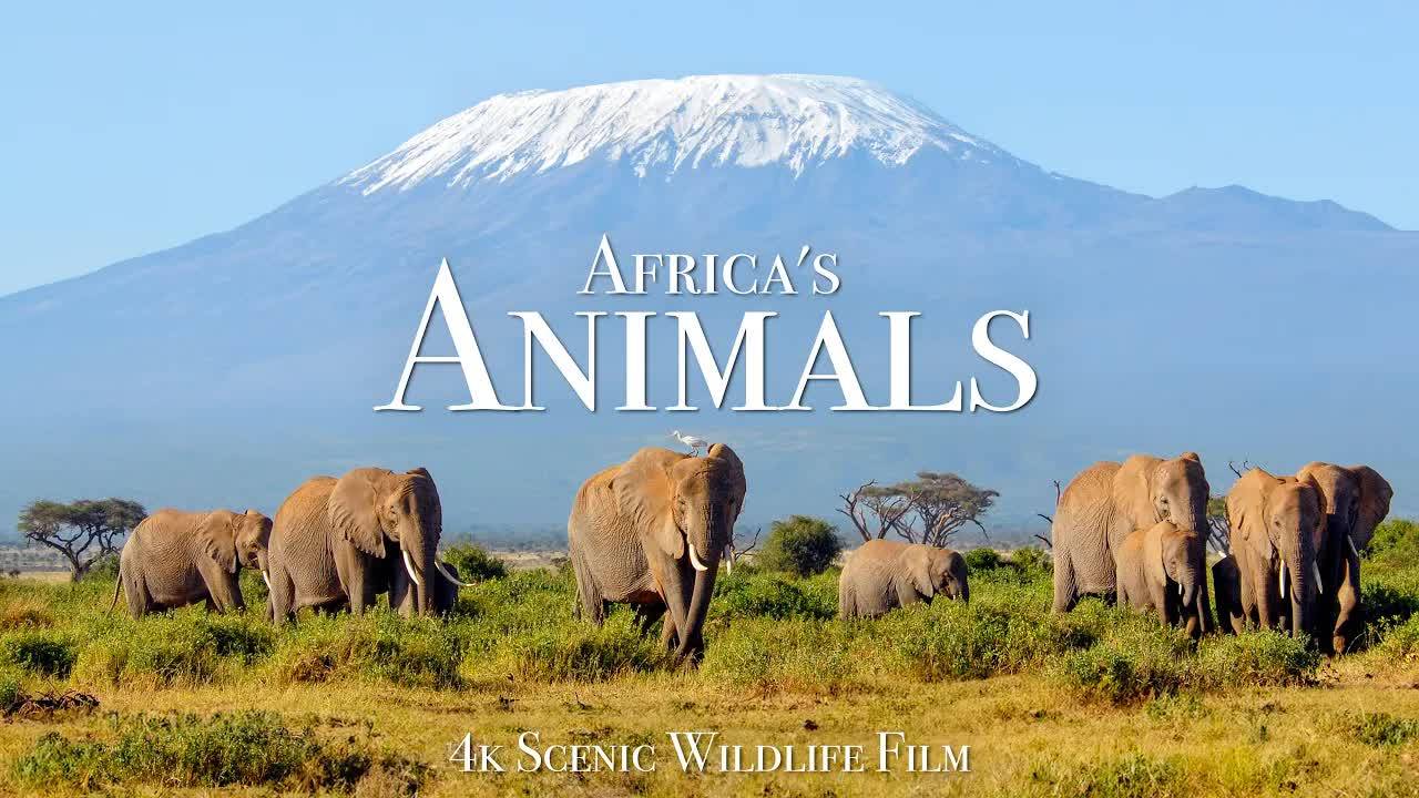 Africa's Animals 4K - Scenic Wildlife Film With Inspiring Music смотреть онлайн