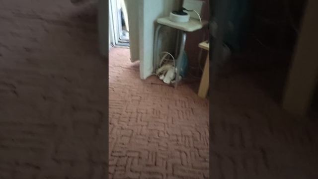 способ Что делать если нет сети на телевизоре hartens плюс 4 ГБ сети смотреть онлайн