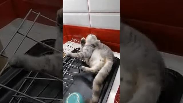 Засрял в сушилки смотреть онлайн