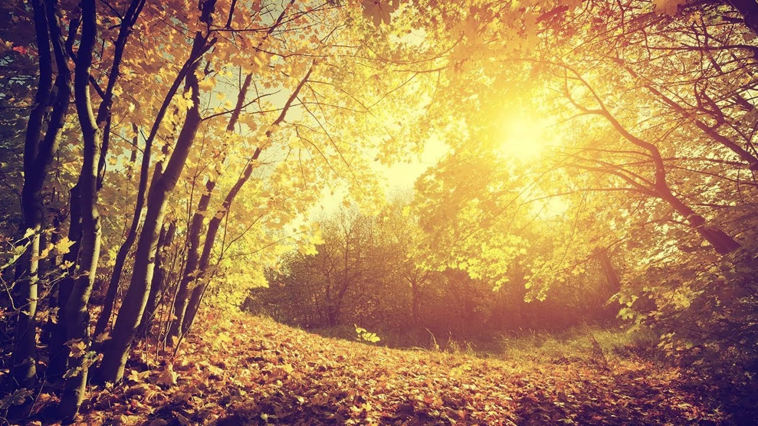 Осенний листок - Детская песня про осень - Наталия Лансере - Сhildren's Song About Autumn - Lansere