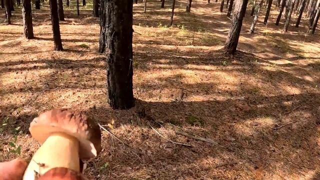 Боровой гриб.Белые грибы в СибириНовосибирск#белыегрибы #боровики#тихаяохота