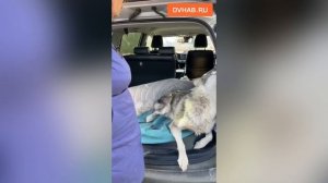 Сбежавшую хаски не заметил и сбил водитель автобуса