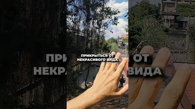 РОЛЬ ландшафтного дизайнера, нюансы озеленения на Бали смотреть онлайн