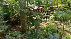 В лесу,босиком,и в болоте.