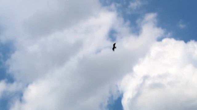 Футаж. Полет ястреба. смотреть онлайн