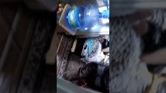 Мы просто Дома . А дед смотрит Телевизор смотреть онлайн