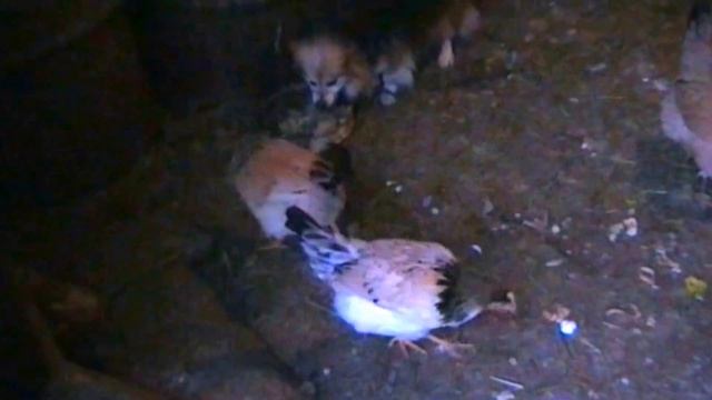 Жизнь в сельской глубинке на Урале. Видео снято 27 декабря 2015 года смотреть онлайн