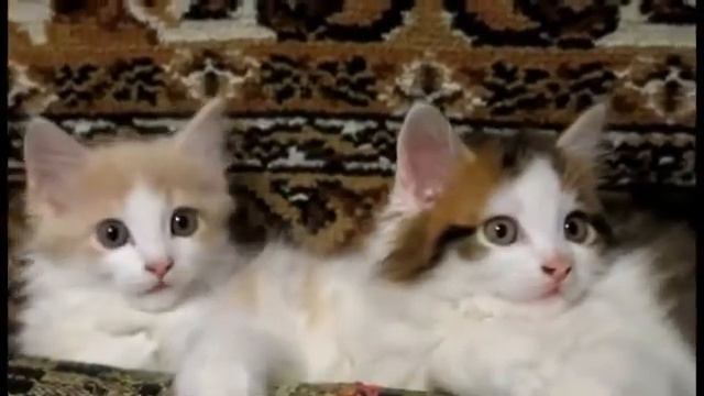 Малышка и Султан смотреть онлайн