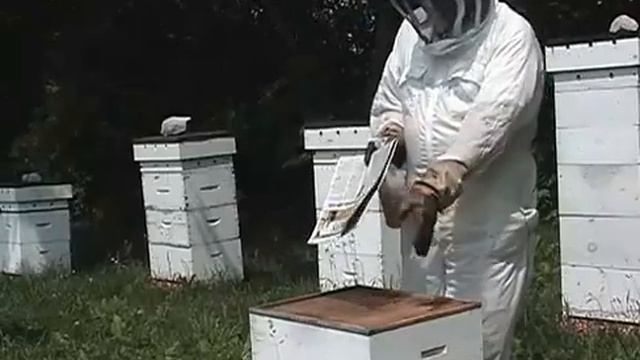 The Bee Works - Beekeeping Collection - 2005 Part 2. Spring to Summer. Пчел-во весна лето. Англ. я смотреть онлайн