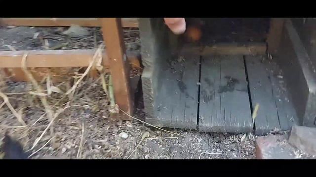 преступление и наказание.куница попалась.