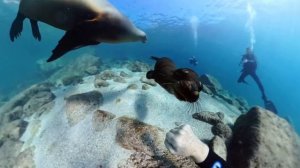 Атака детеныша морского льва.