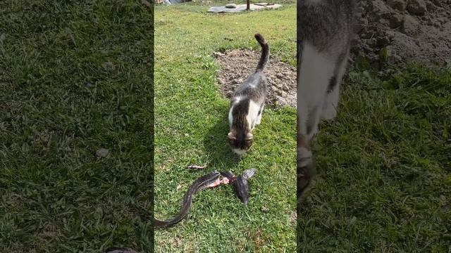 Кошка лакомиться осетром смотреть онлайн