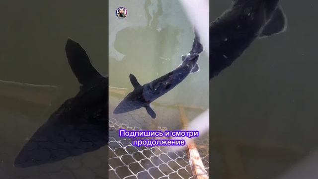 Бестер позирует смотреть онлайн