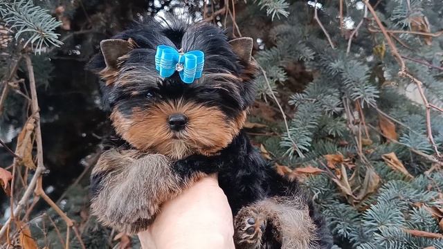 Мальчик мини. Супер красавчик! смотреть онлайн