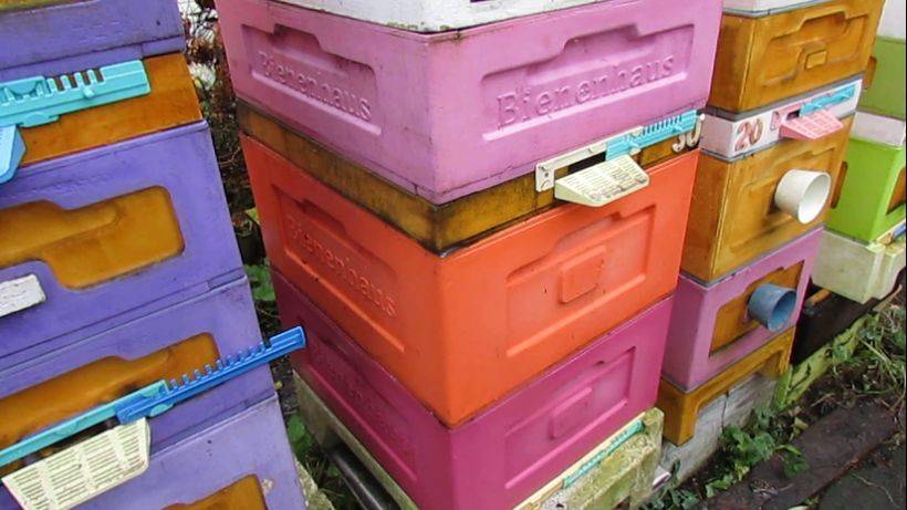 пчеловодство на ячейке 4,9 мм - часть 51, плохая зимовка на ячейке 5,4 мм, перевел на ячейку 4,9 мм смотреть онлайн