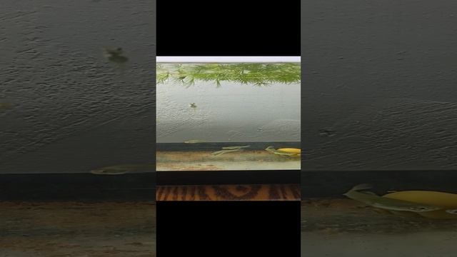 мальки подрастают смотреть онлайн