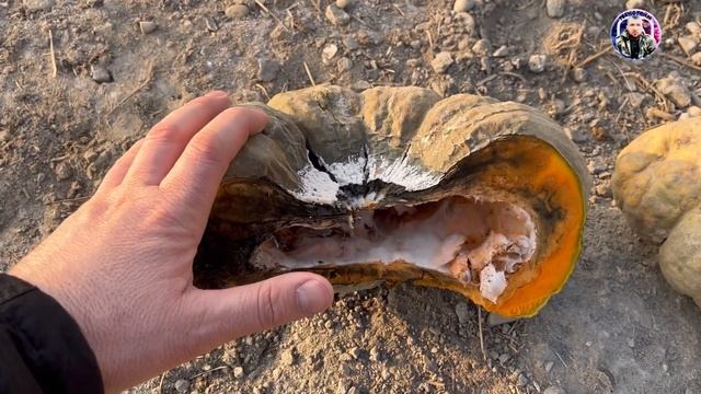 Тыква портится смотреть онлайн