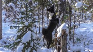 Первые приморозки и насторожка путиков. Ночевки в избушках.
