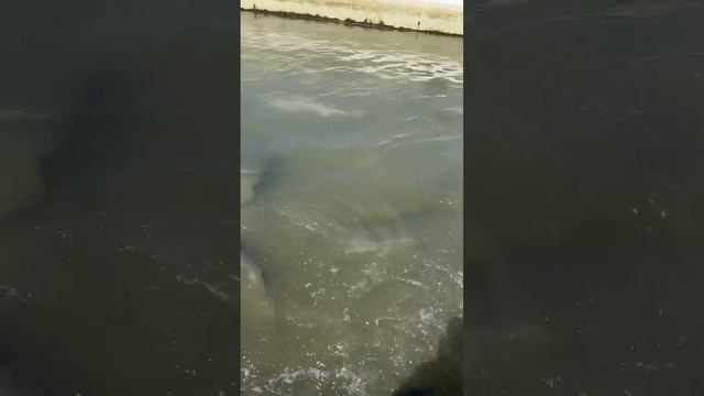 Белуга бушует смотреть онлайн