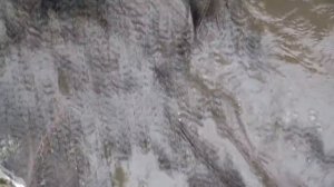 Эту жуткую находку мы нашли с помощью металлоискателя на военной переправе