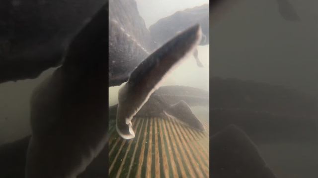 25 января состояние осетровых 2023 смотреть онлайн