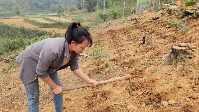 Work every day: Cultivate grass, plant more corn to have food for pets|Trieu Thi Hoa EP.92 смотреть онлайн