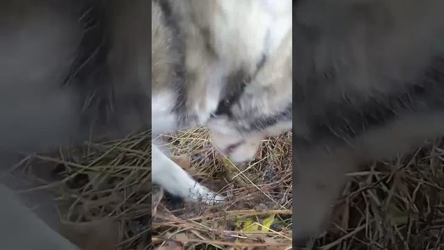 Это самое любимое занятие у хаски смотреть онлайн