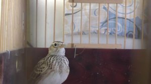 соло полевого жаворонка