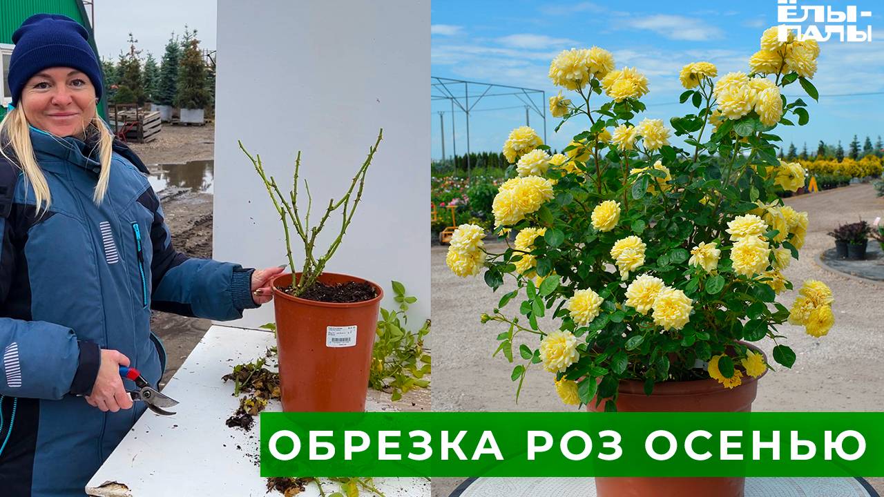 Обрезка роз осенью. Инструкция от агронома питомника ЁЛЫ-ПАЛЫ