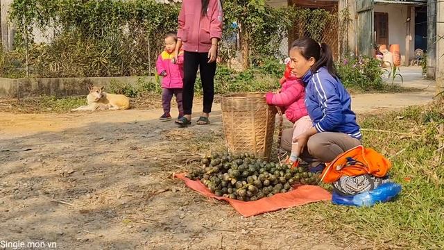 A Hard Working Day Single Mother - Harvesting Natural Fruits Goes To Market Sell | Single Mom VN