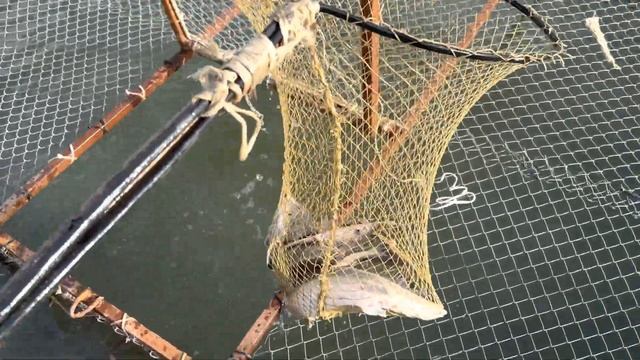 Бестер Осетр смотреть онлайн