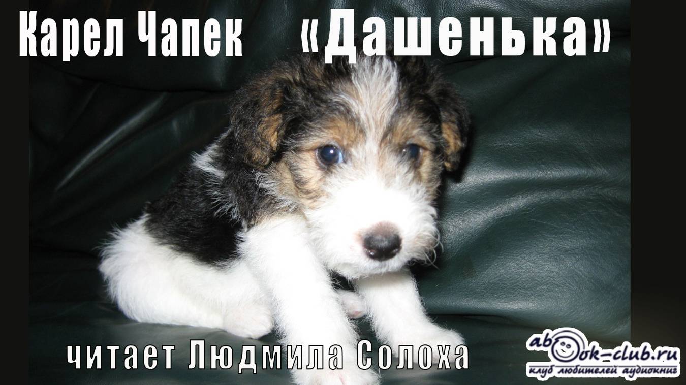 Карел Чапек "Дашенька, или история о щенячьей жизни"