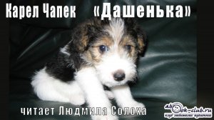Карел Чапек «Дашенька, или история о щенячьей жизни»