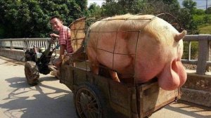 Я РЖАЛ ДО СЛЕЗ, ЛУЧШИЕ ПРИКОЛЫ С ЖИВОТНЫМИ 2024 СМЕШНЫЕ ВИДЕО, ПОДБОРКА ПРИКОЛОВ 😂