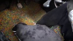 Наполнили ОРБИЗАМИ целиком реактивный жигуль!