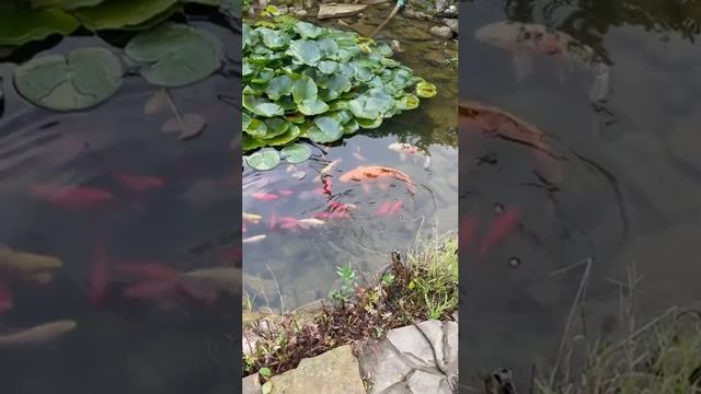 Красота 💖💖💖 смотреть онлайн