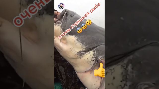 Большой сом смотреть онлайн