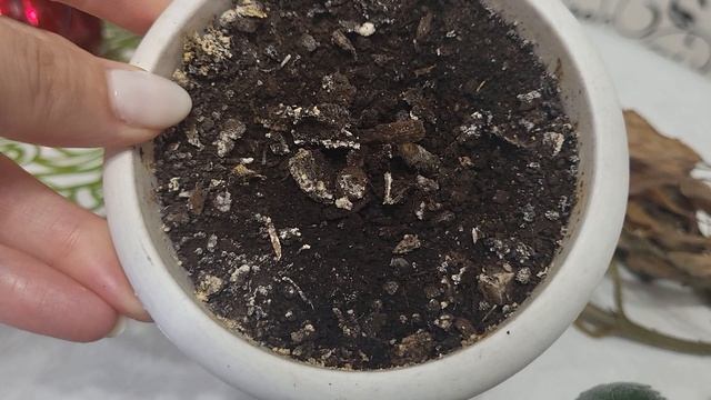 4 ОСНОВНЫХ СПОСОБА ХРАНЕНИЯ ГЛОКСИНИЙ В ПЕРИОД ПОКОЯ смотреть онлайн