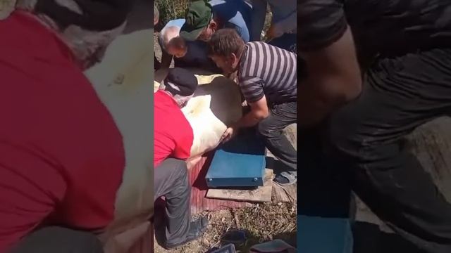 Огромная тыква Муцалаул смотреть онлайн