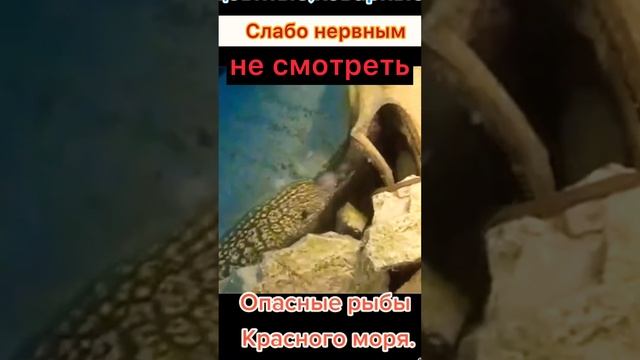 Охота на осьминога смотреть онлайн
