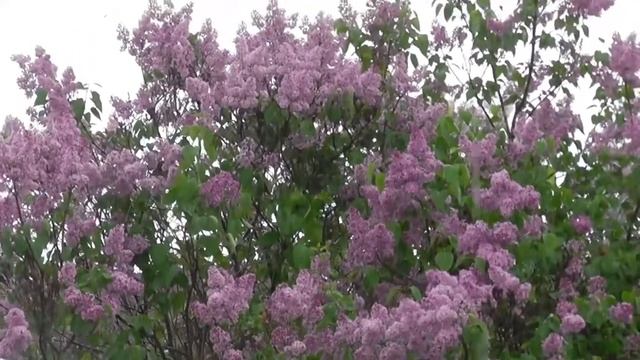 Дождь целовал твои глаза. Группа Электроверсия . В 1991-92 годах песня была популярной. смотреть онлайн