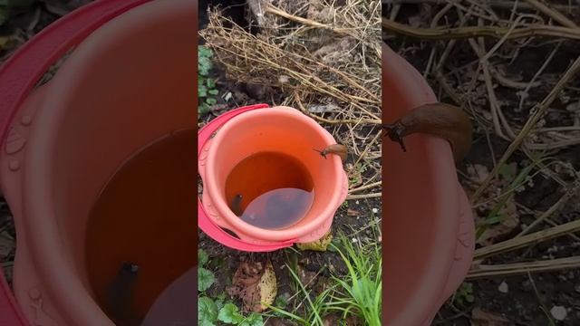 Удивительный факт про слизняков смотреть онлайн