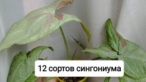 12 сортов сингониума