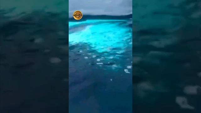 Касатки нападают на людей смотреть онлайн