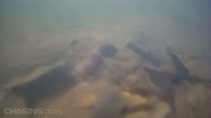 Кто найдет больше жутких и опасных находок с помощью подводного дрона получит 1000$