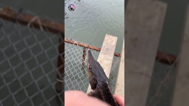 Отпускаю бестера в свободное плавание смотреть онлайн