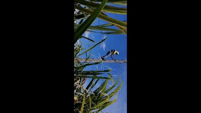 installation of kilowatthour meter and servicedrop wire. смотреть онлайн