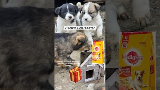 Отдадим замечательных щенков в добрые руки! смотреть онлайн