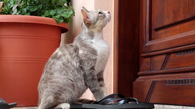 An old woman picked up a Kitten and raised it.. One day, it showed what it was REALLY capable of смотреть онлайн